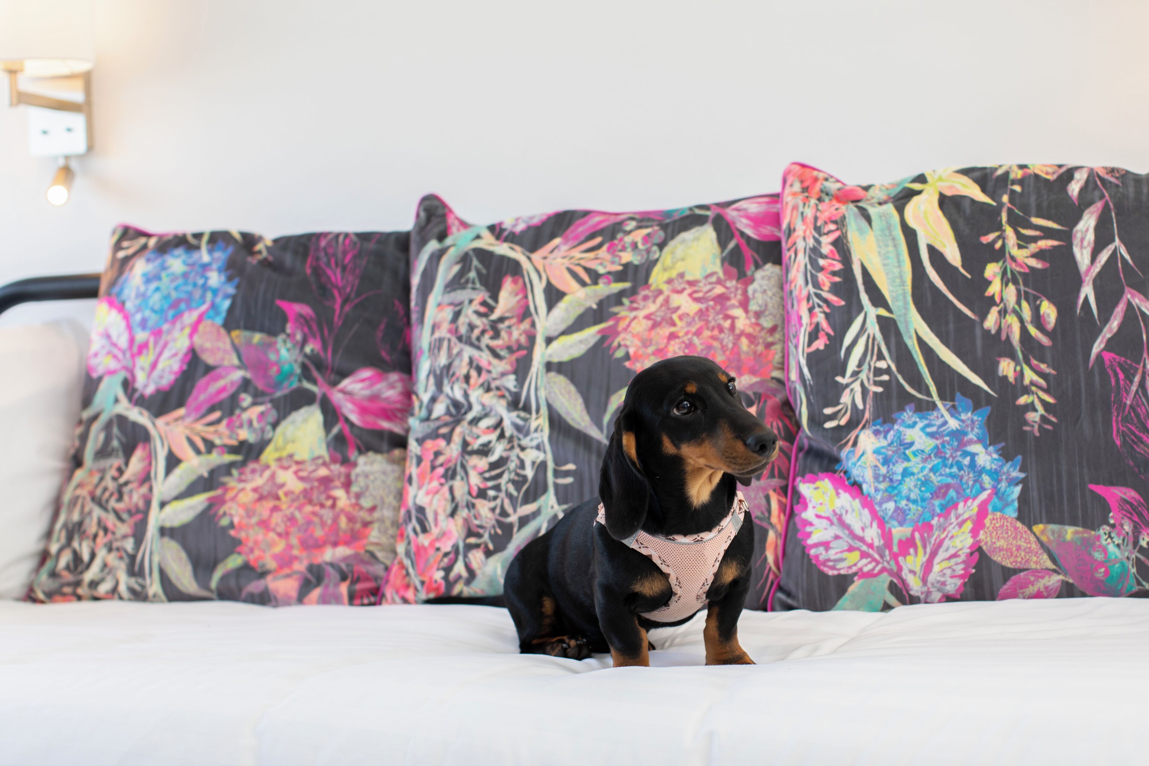 A bed with a floral-patterned headboard and a small dog sitting on it.