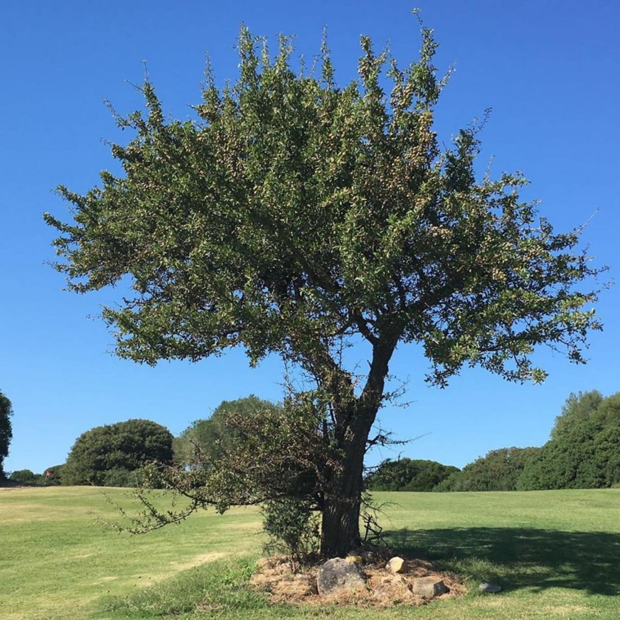 Photo - Sacuba Resort & Botanic Golf Club