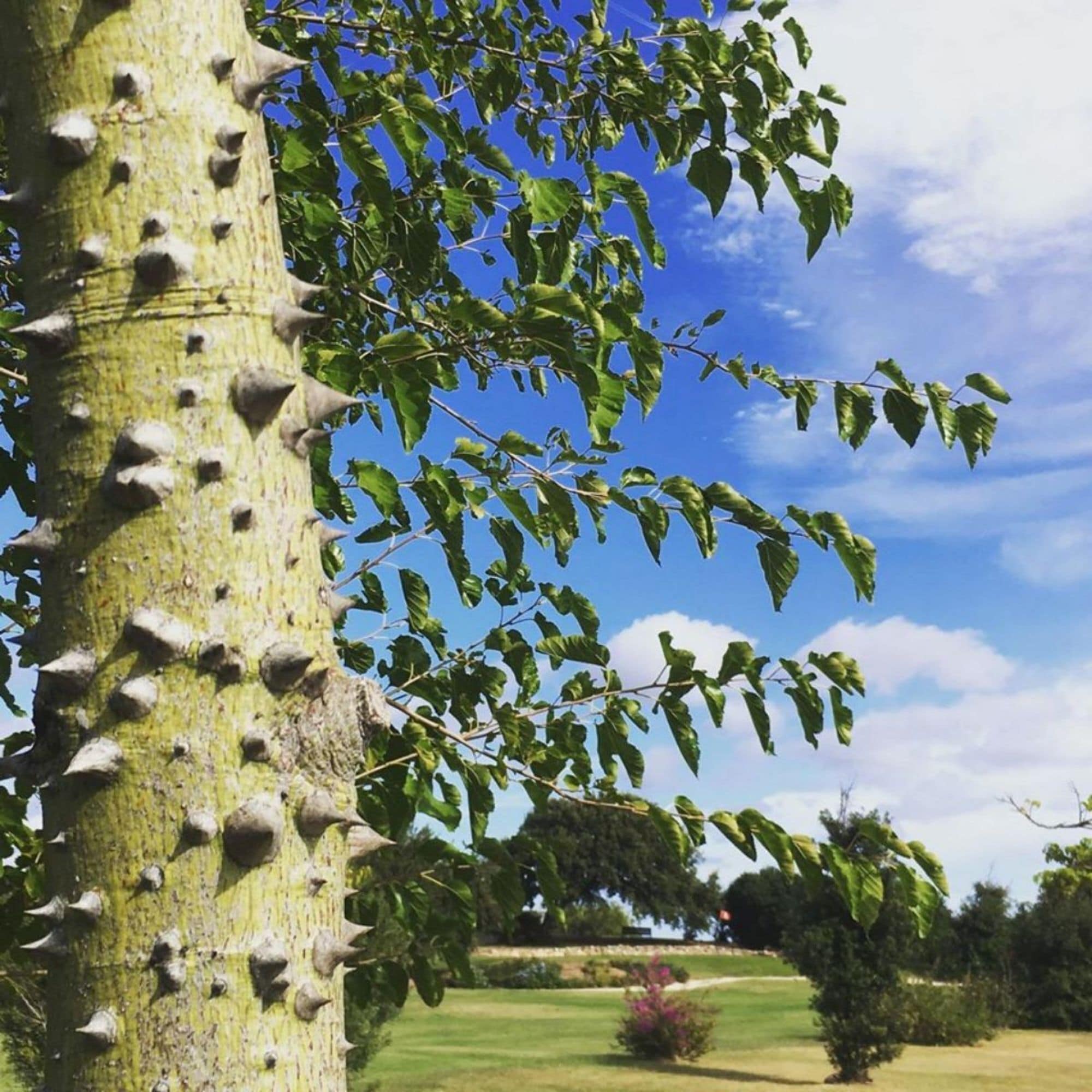 Photo - Sacuba Resort & Botanic Golf Club