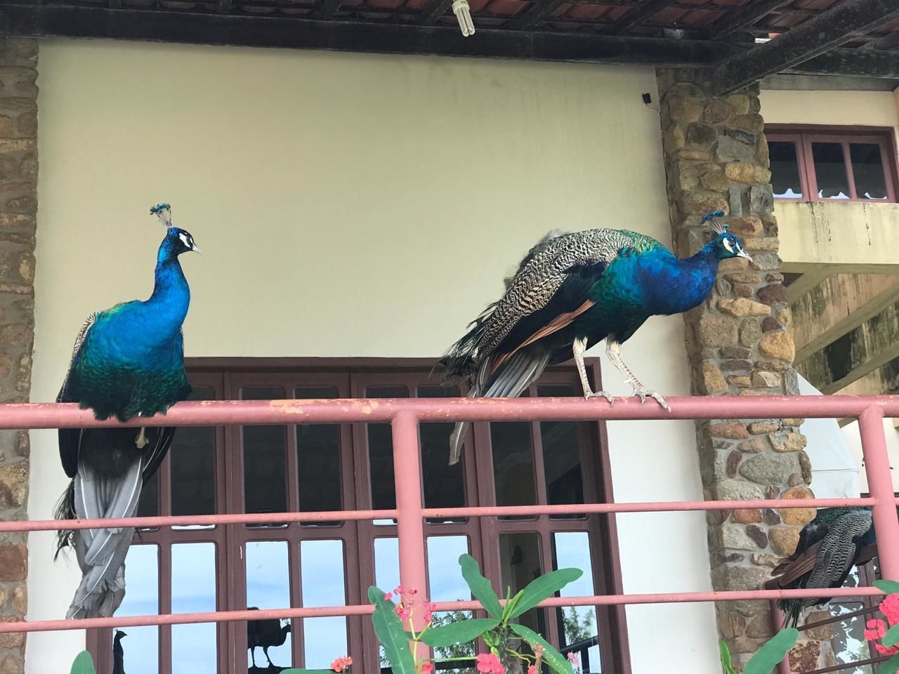 Dois pavões empoleirados em um corrimão rosa, em frente a um edifício com paredes de pedra e varanda.