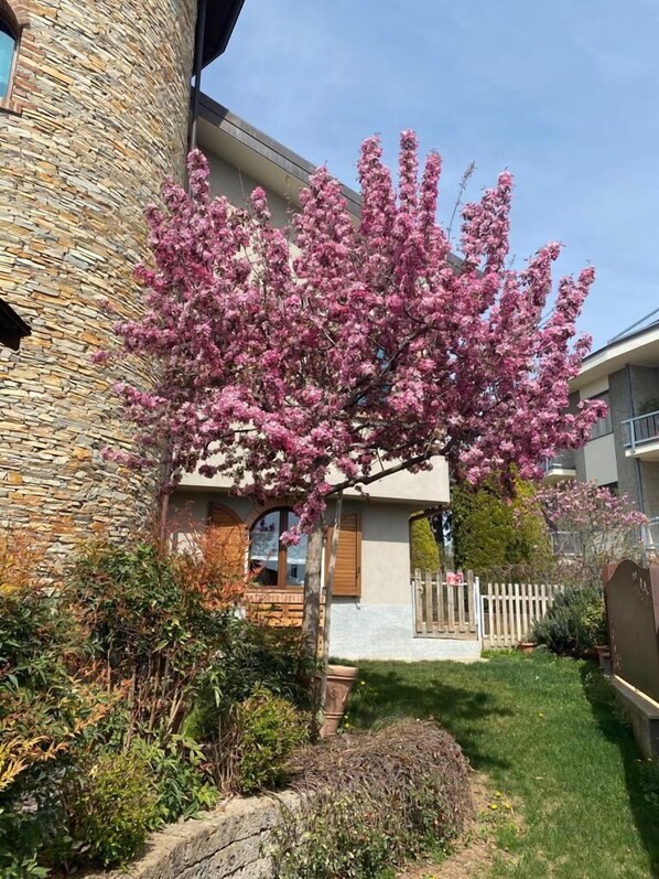 A house with a stone exterior, a pink flowering tree in front, and a well-maintained lawn. - B&B Torre in Langa (Carru)