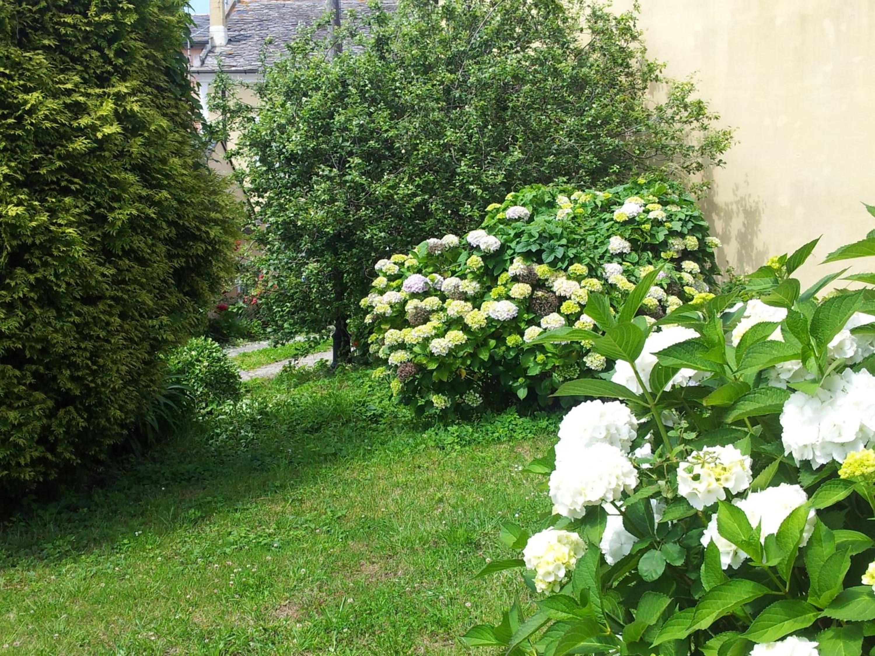 Un jardín con diversas plantas y flores, incluyendo hortensias y un arbusto grande.