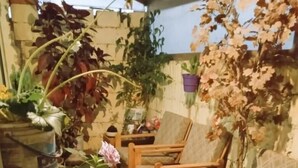 Un patio acogedor con sofá y sillones, rodeado de macetas con plantas diversas y suelo de césped artificial verde.