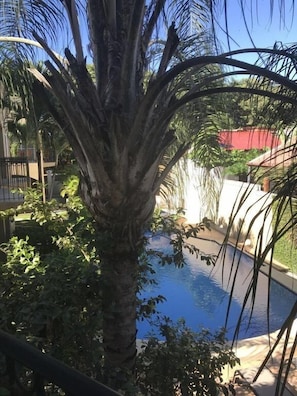 A pool surrounded by lush greenery and palm trees.