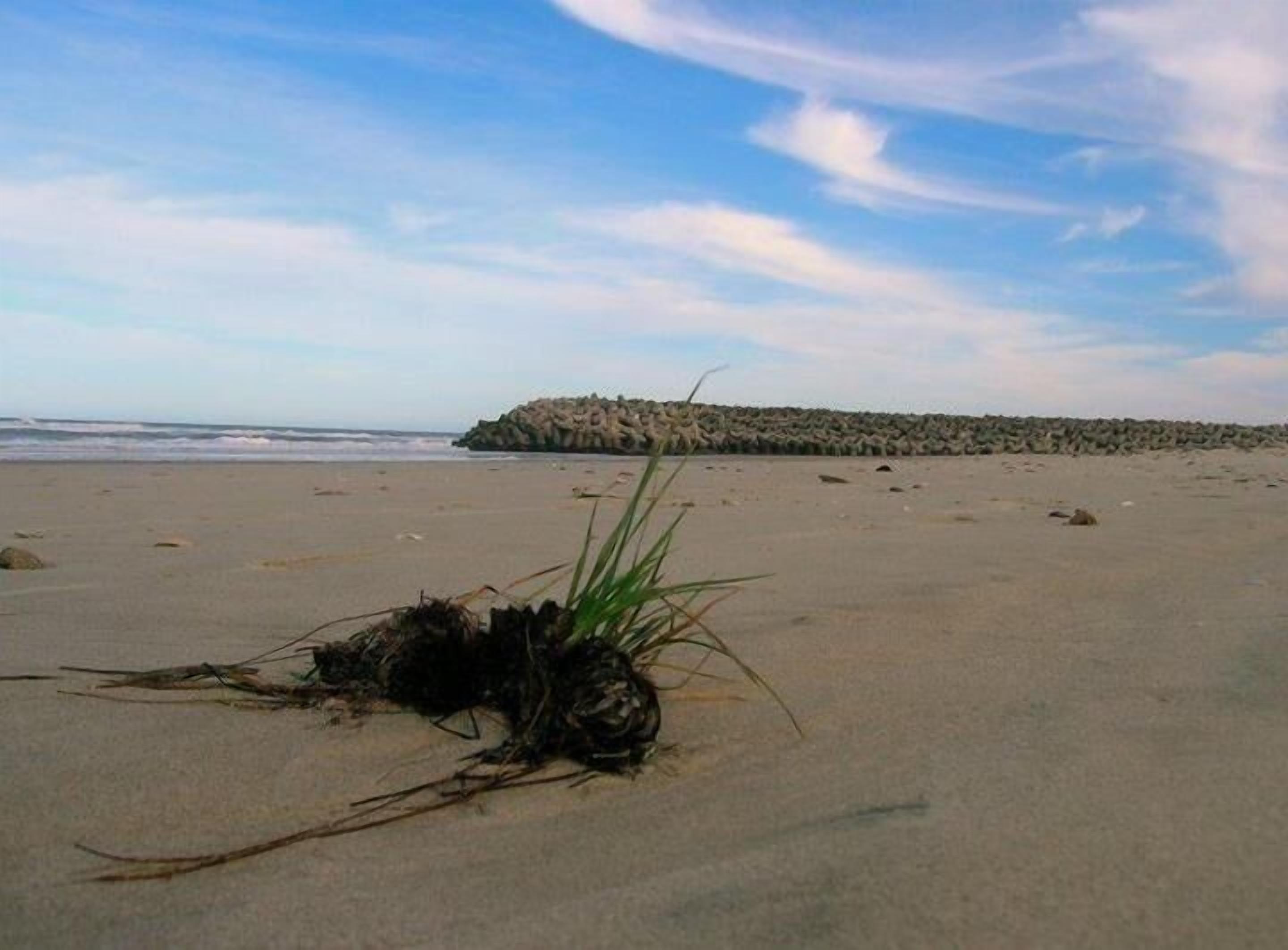 A sandy beach with a large rock formation in the distance and a plant in the foreground.