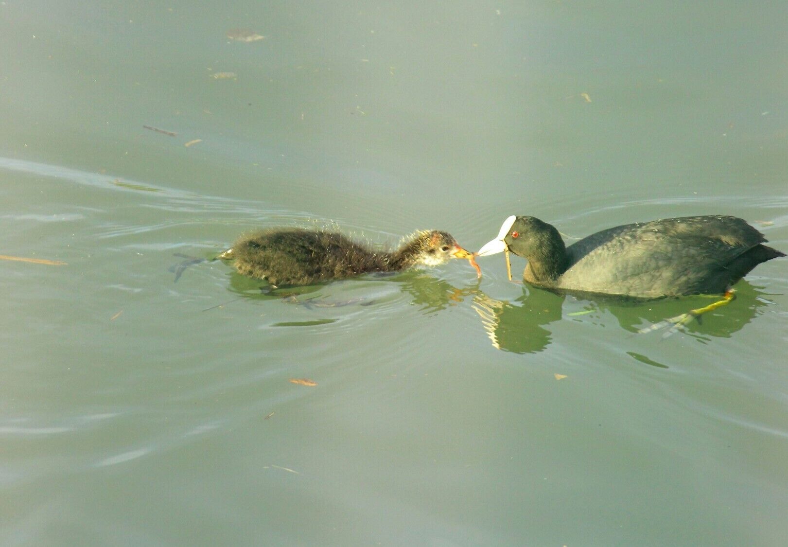 Two ducks swimming in a body of water.