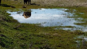 Ett naturligt landskap med en tjur som betar nära en vattenpöl, med berg i bakgrunden.