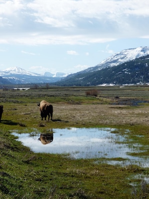 Unclassified image, 2 of 23, button - The Druid's Cabin - A Wolf Crossing Cabin next to Yellowstone (Silver Gate)