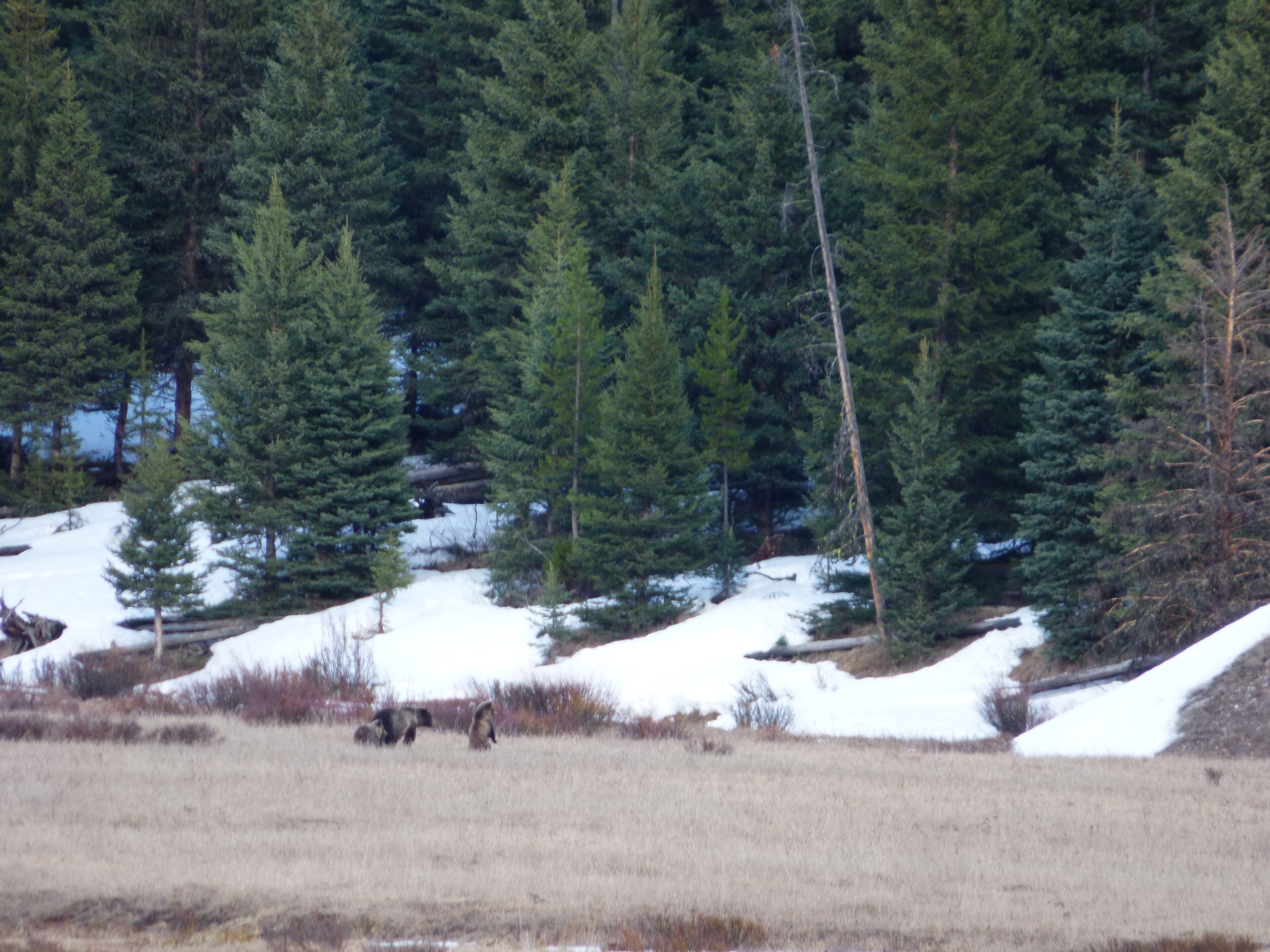 Paisagem coberta de neve, com árvores perenes densas e um campo com dois ursos.