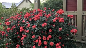 A house with a red exterior and a garden with red roses.