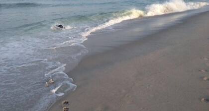 Yhden korttelin päässä rannasta, Lue vieraiden arvostelut.