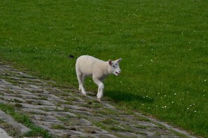 Imagen sin descripción, 4 de 25, botón