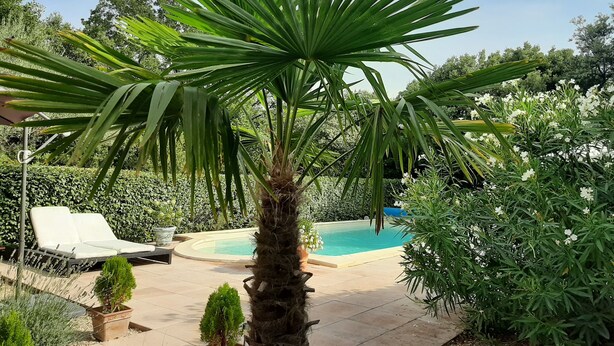 Un área de piscina con una palmera, sillas de descanso y varias plantas.