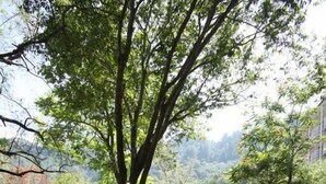 A natural setting with a wooden bench and a large tree, surrounded by rocks and greenery. - Ku Kuan Hotspring Hotel (Taichung)