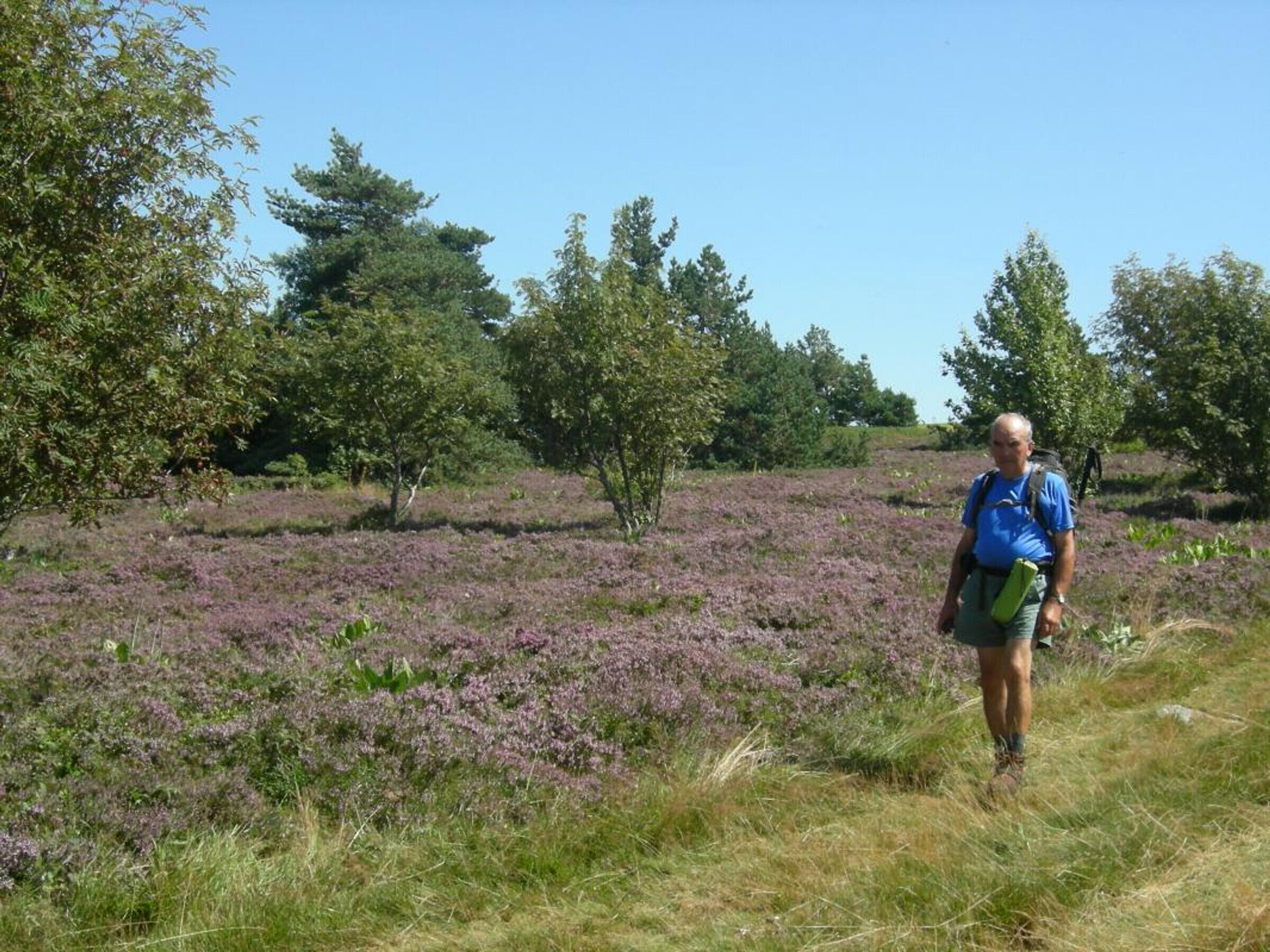 A person walking through a field with purple heather plants and trees in the background.