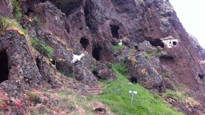 Une falaise escarpée, parsemée de nombreuses grottes, et une chèvre se tenant au bord.