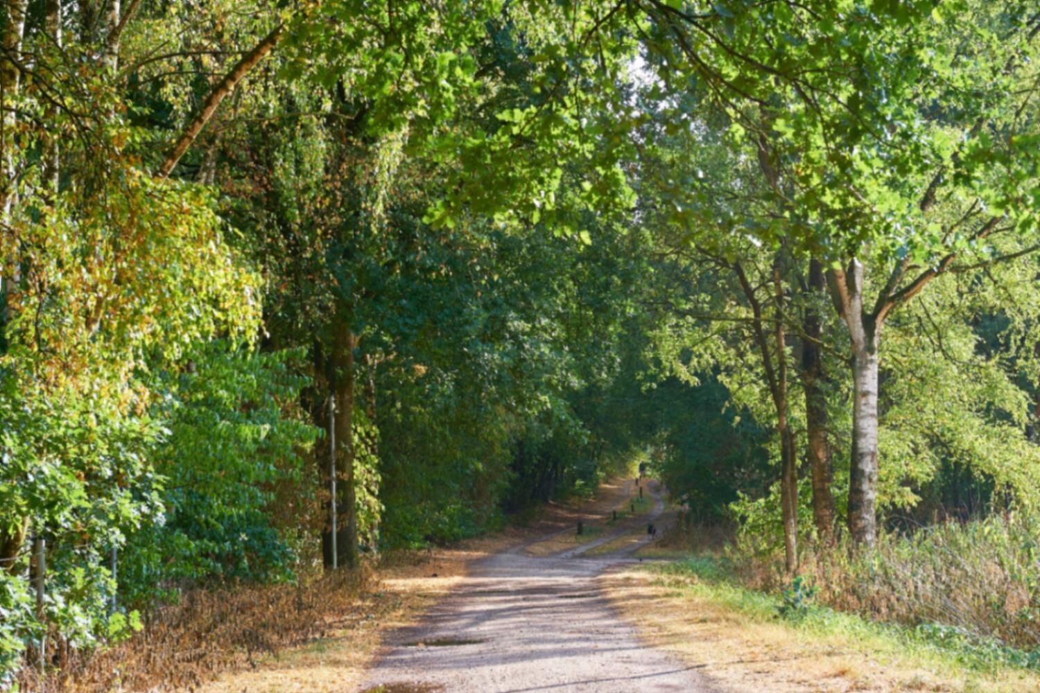A dirt path surrounded by dense green foliage, leading into a forested area.