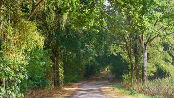 A dirt path surrounded by dense green foliage, leading into a forested area.