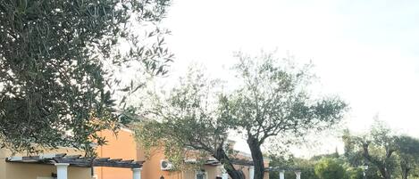 Ein gepflegter Außenbereich mit Rasen, Liegestühlen und einem großen Baum.