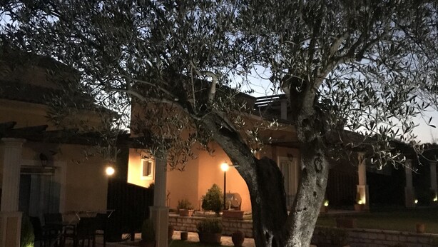 A tree in a courtyard with a building in the background. - L'Eremo Luxury Apartments (Corfu)