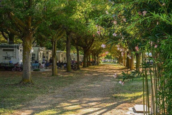 A row of RVs parked under a canopy of trees with a dirt path leading through.