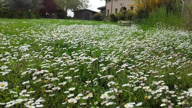 A field of daisies in front of a rustic building with a brick facade and arched windows. - Tramontodivino B&B (Ravenna)