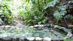 A natural stone pond surrounded by lush greenery. - The Osa Peninsula is teeming with exotic monkeys, birds, and wildlife.  (Puerto Jiménez)