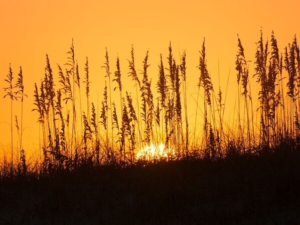 A silhouette of tall grasses against a sunset sky.