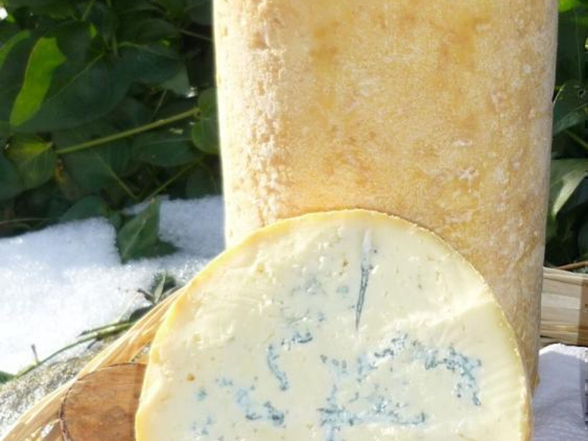 Un queso grande con un dibujo de moho azul, situado al aire libre con nieve en el suelo.