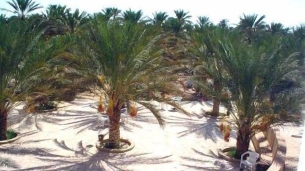 A sandy outdoor area with palm trees and white chairs. - Résidence El Arich (Tozeur)