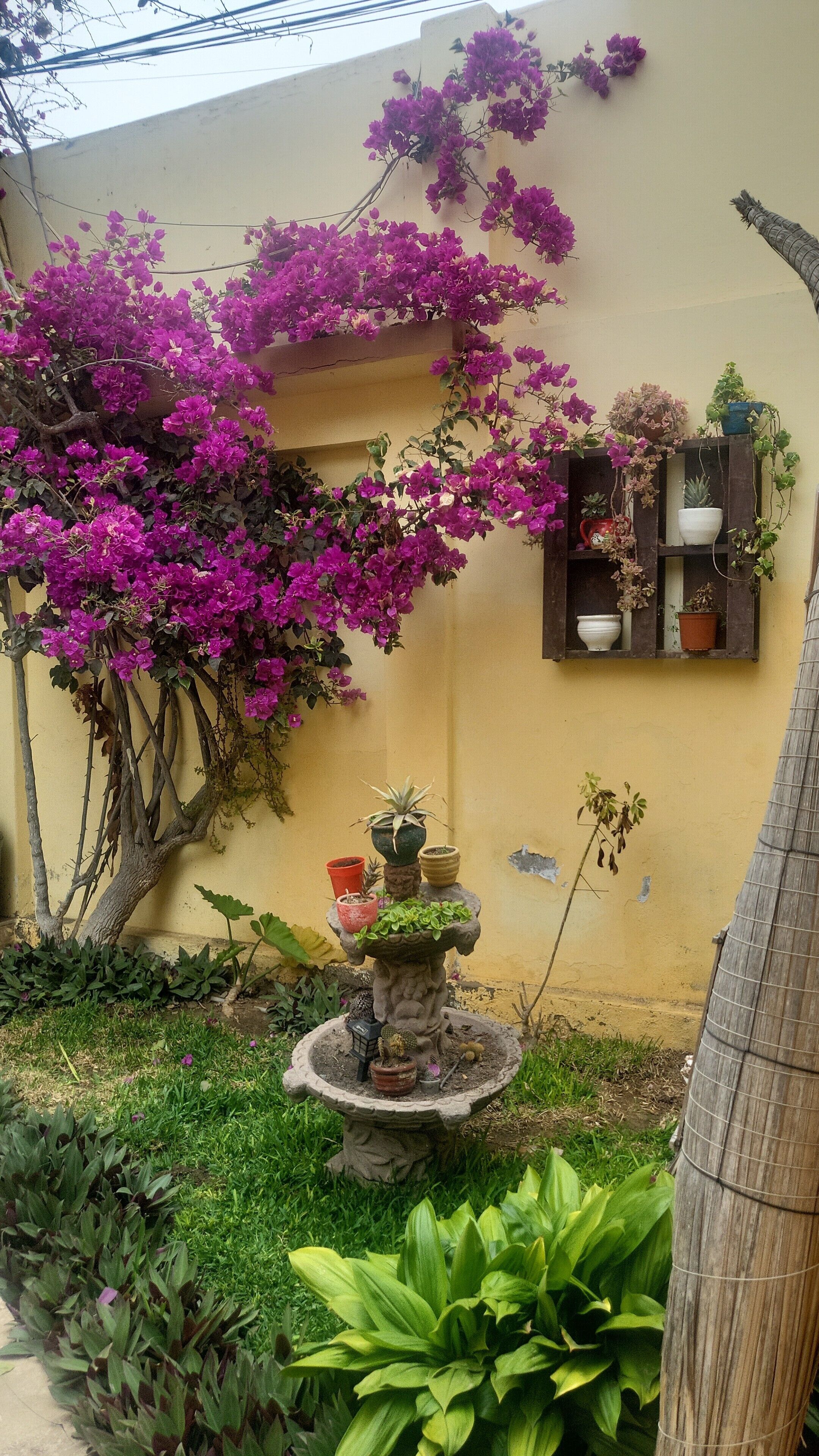 A garden with a fountain, potted plants, and a wall-mounted shelf with additional plants.