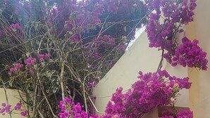 A garden with a flowering tree, a stone fountain, and potted plants.