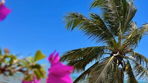 A beach view with a palm tree and pink flowers in the foreground. - Saint Germain Kite Residence (Amontada)