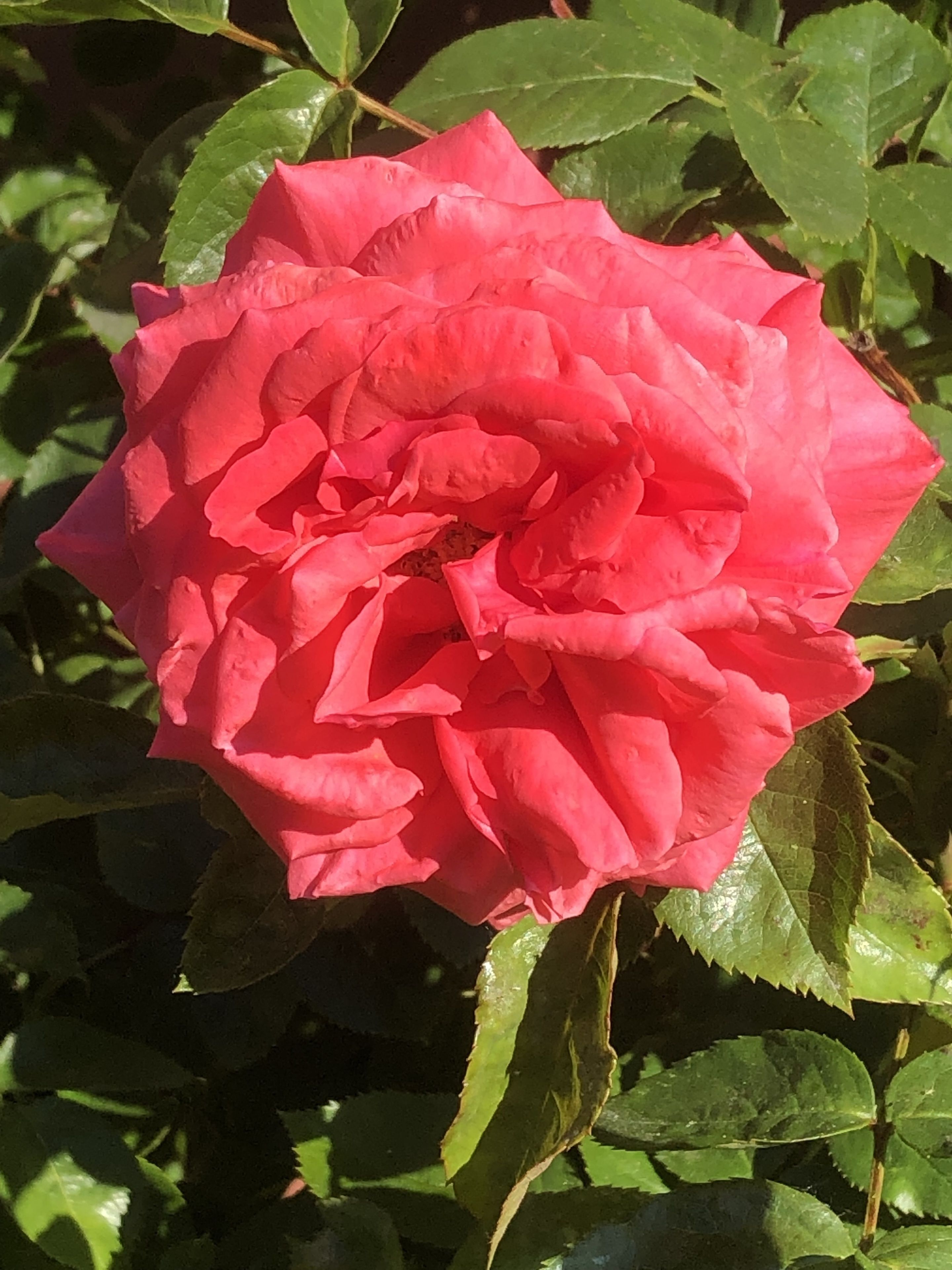 A single pink rose with multiple petals, surrounded by green leaves.