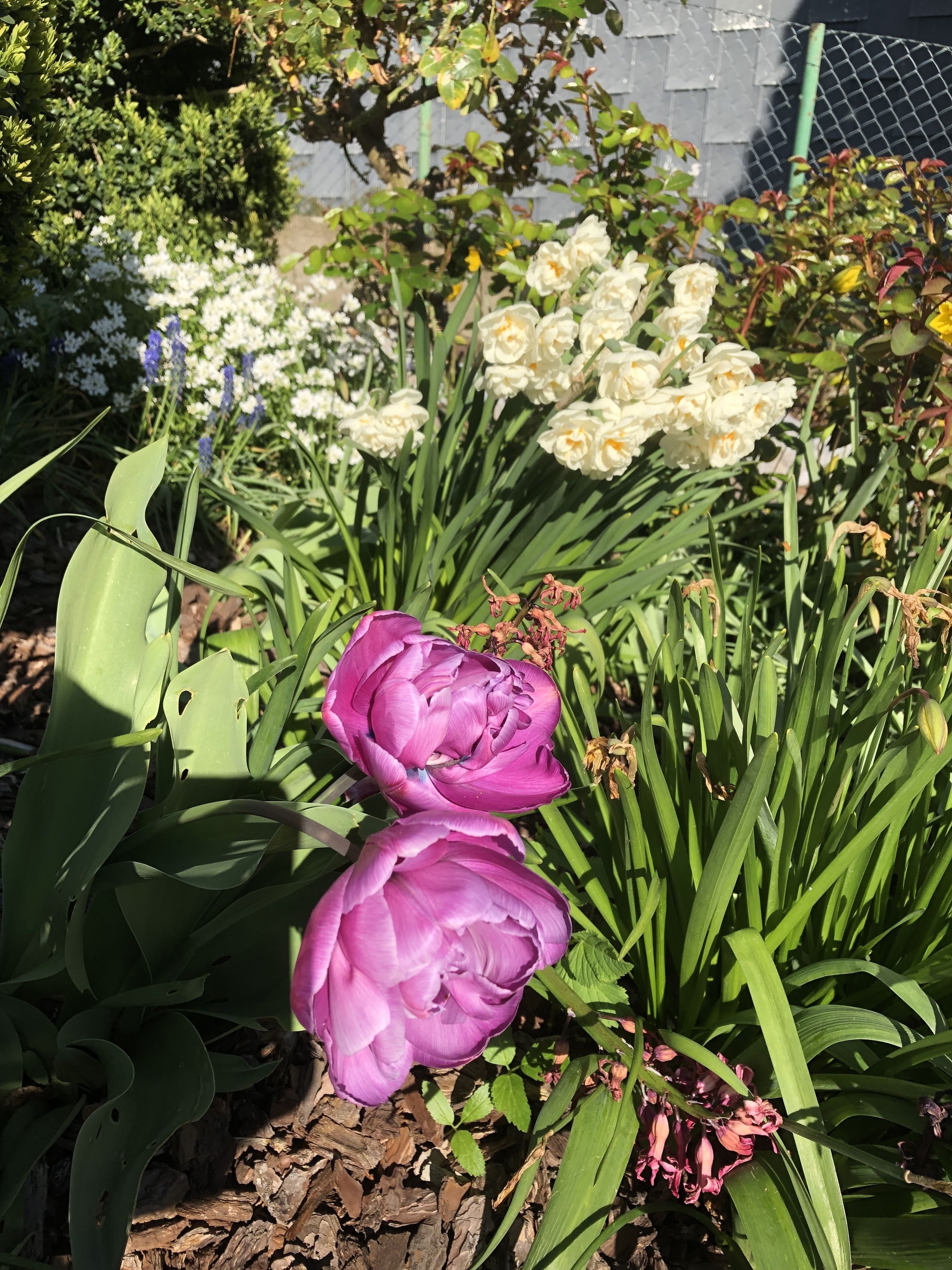 Eksteriør