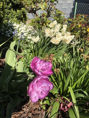 A garden with various flowers including purple tulips and white roses. - Ferienwohnung Dettum (Dettum)