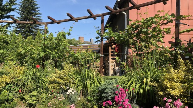A garden with various plants and flowers, a wooden pergola, and a building in the background. - Ferienwohnung Dettum (Dettum)