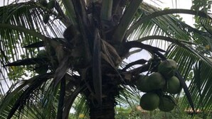 A palm tree with coconuts in a grassy area. - Finca el Refugio de Papito (El Molino)