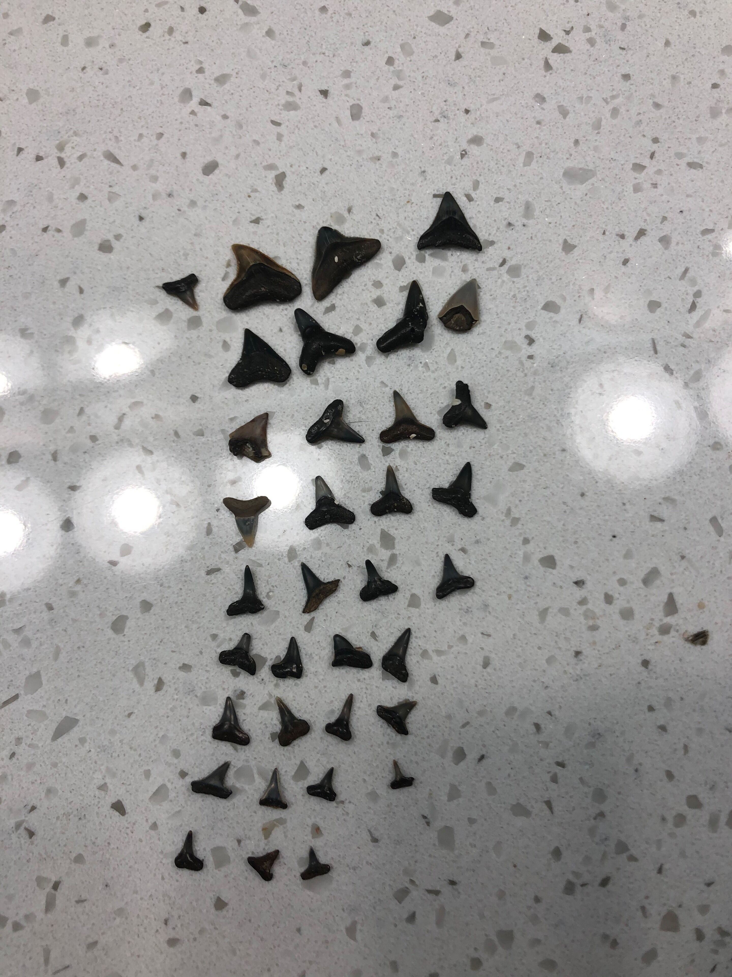 A collection of shark teeth arranged in a descending order on a speckled surface.