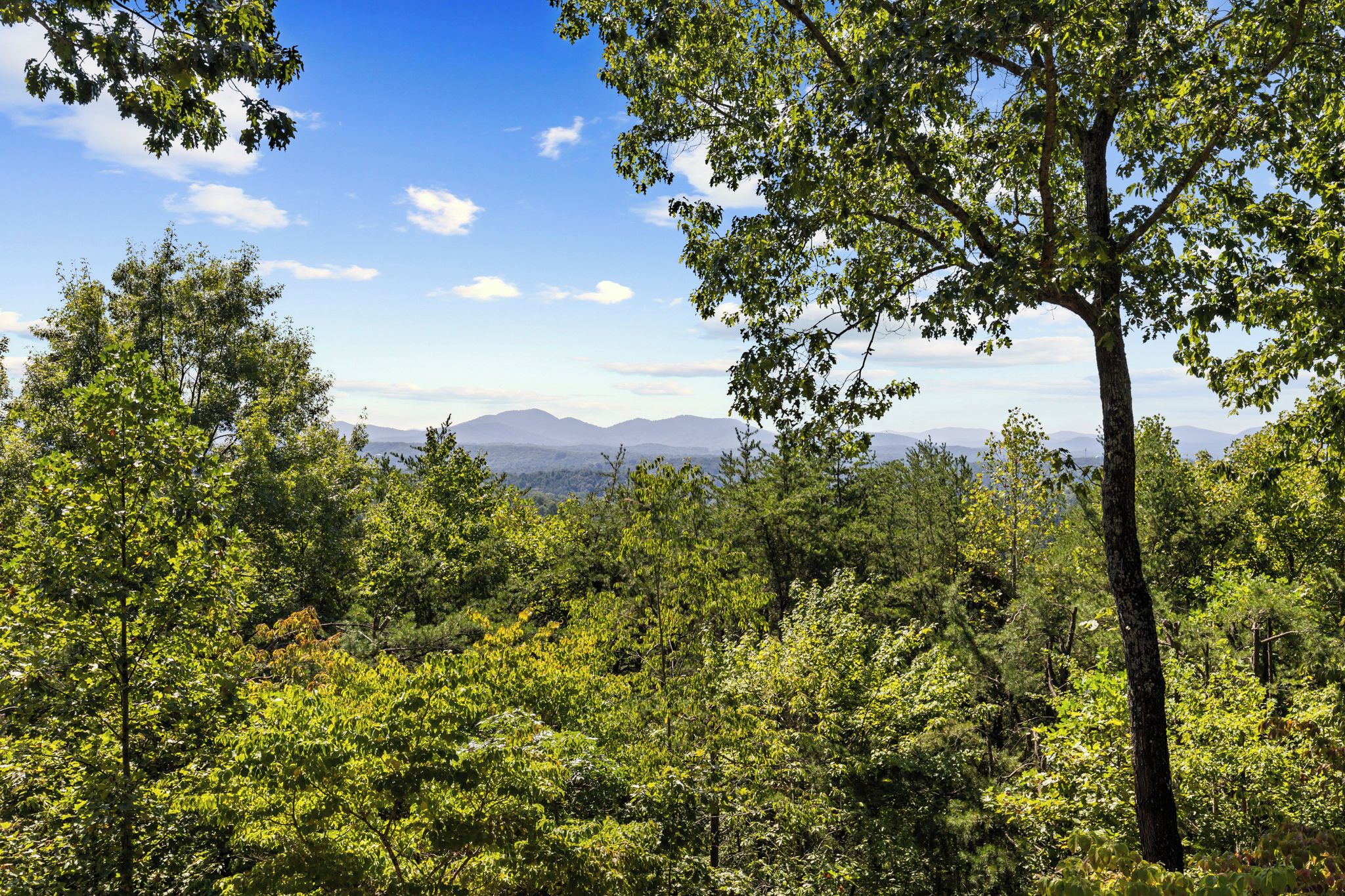 A dense forest with a clear view of distant mountains.