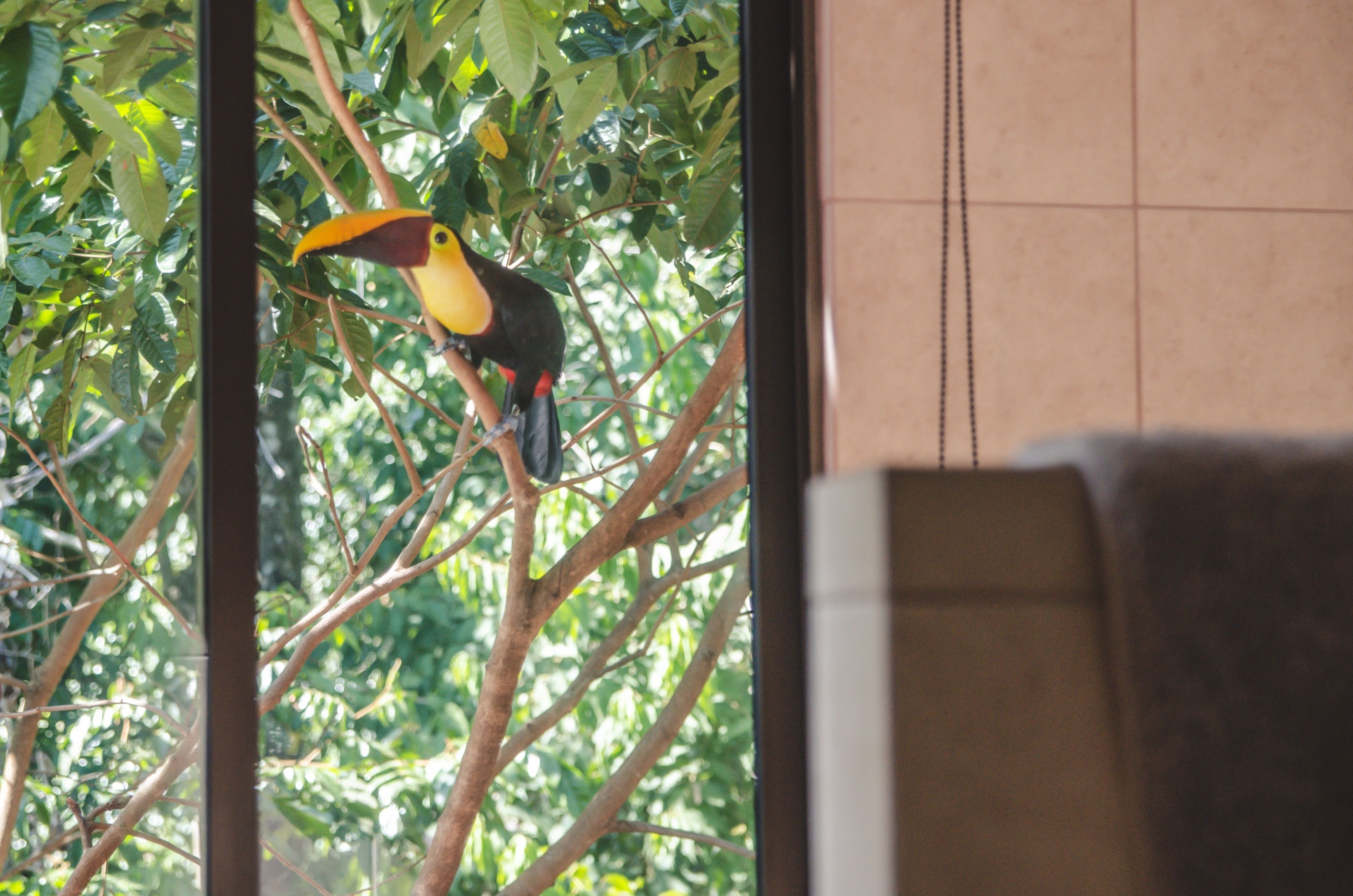 A toucan perched on a tree branch, viewed through a window with a tiled wall.