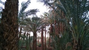 A garden with palm trees and a grassy area. - Riad Dar Zaouia (Zagora)