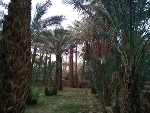 Garden - Riad Dar Zaouia (Zagora)