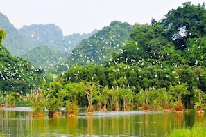 Un paisaje natural con una masa de agua, árboles y una bandada de pájaros.