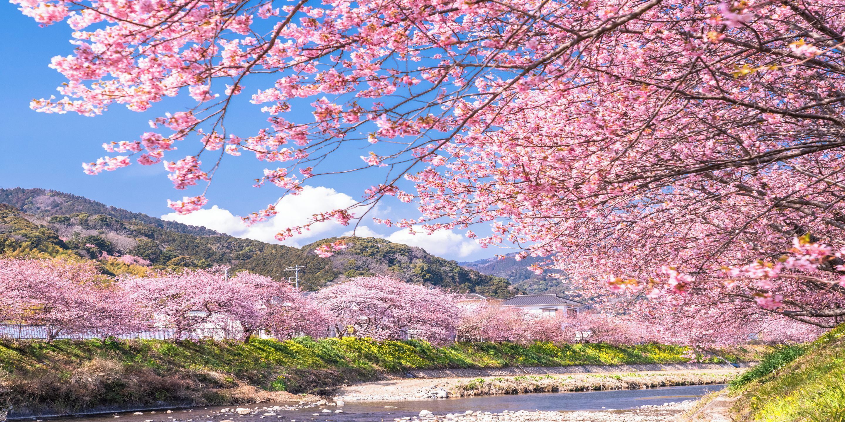 A river with cherry blossoms in full bloom, a traditional building, and a hilly landscape in the background.