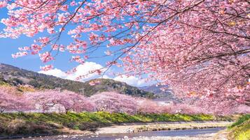 A river with cherry blossoms in full bloom, a traditional building, and a hilly landscape in the background.