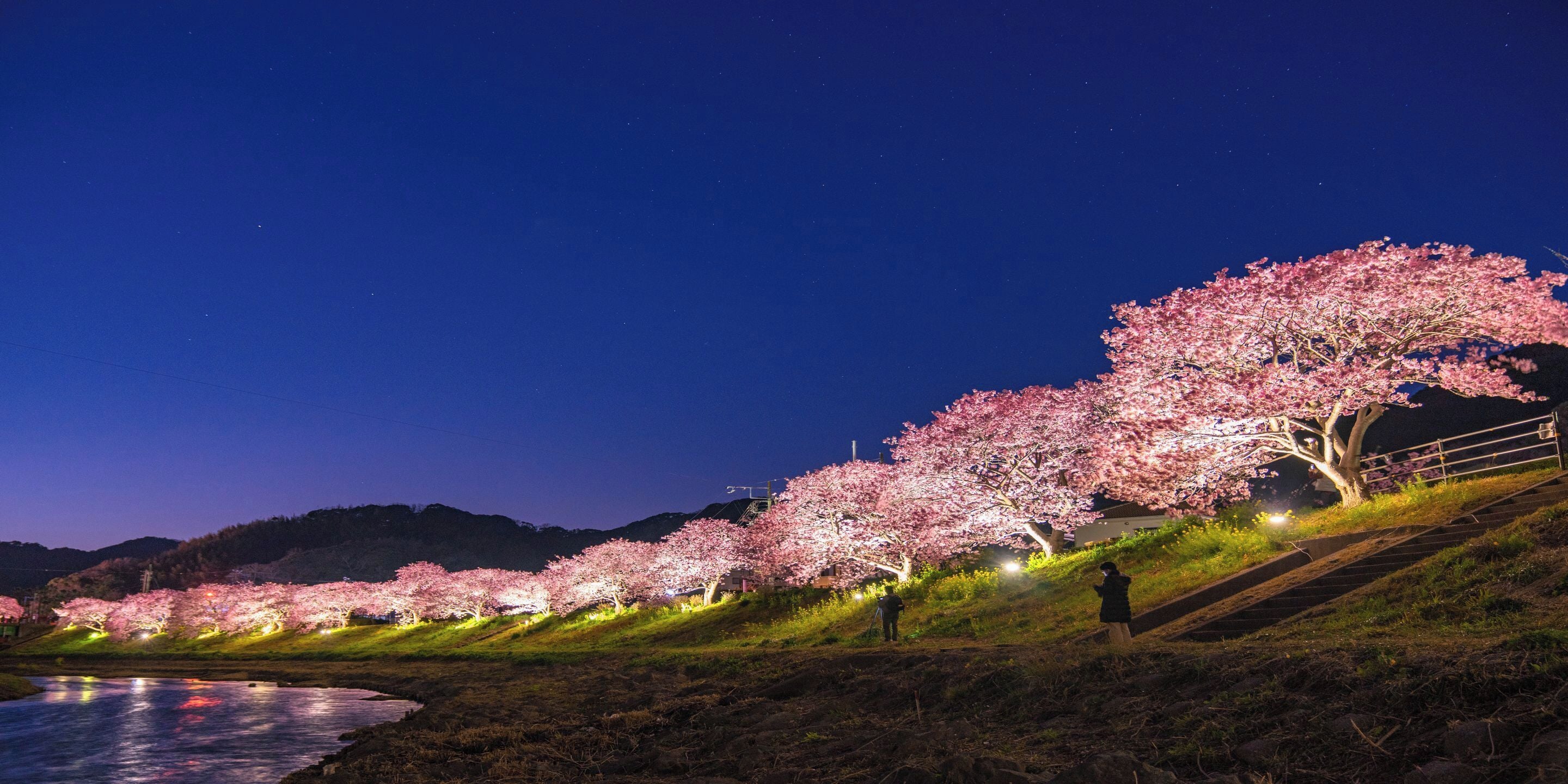 A nighttime view of a row of illuminated cherry blossom trees along a hillside with a person standing on the steps.
