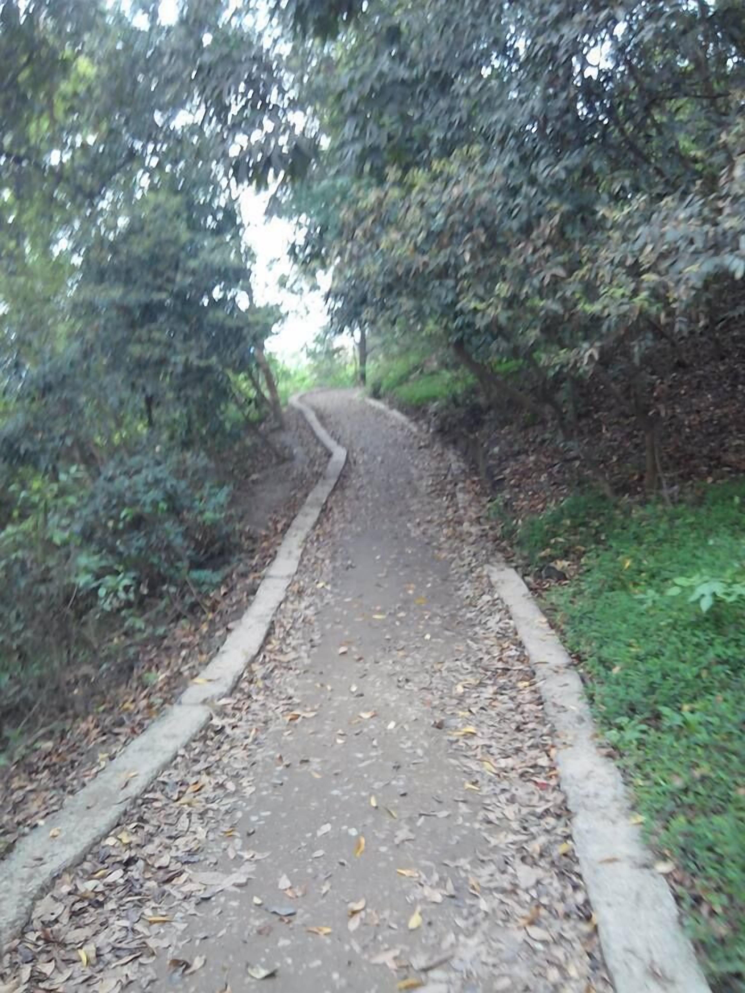 A paved pathway surrounded by trees and foliage.