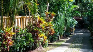 Un sendero bordeado de exuberante vegetación tropical y una valla de madera.
