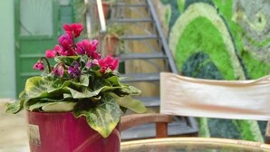 A potted plant with pink flowers on a glass table. - Circle Inn (Athens)